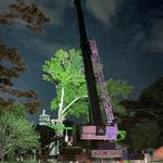 D’s Trees - photo 3