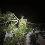 D’s Trees - photo 4