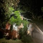 D’s Trees - photo 6