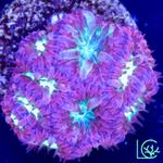 Lush Corals - photo 1