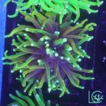 Lush Corals - photo 2