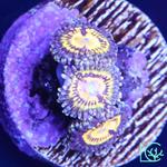 Lush Corals - photo 3