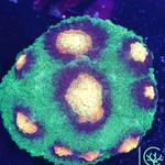 Lush Corals - photo 4