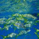 Starfish Snorkeling Tour Marathon FL - photo 2