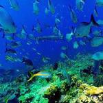 Starfish Snorkeling Tour Marathon FL - photo 3