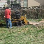 Just Us & Trees - photo 1