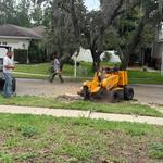 Just Us & Trees - photo 4