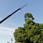 Just Us & Trees - photo 5