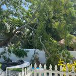 Just Us & Trees - photo 8