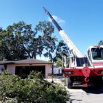 Just Us & Trees - photo 9