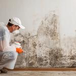 Everclean Mold Removal Of Tampa - photo 4