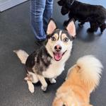 Dogtopia of Lake St. Louis - photo 3