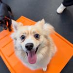 Dogtopia of Lake St. Louis - photo 4