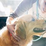 Dogtopia of Lake St. Louis - photo 5