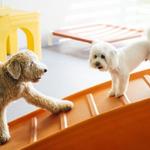 Dogtopia of Farragut - photo 10