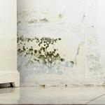 Ark Restoration - photo 3