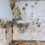 Ark Restoration - photo 4