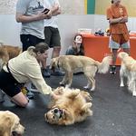 Dogtopia of Norfolk - Ghent - photo 3