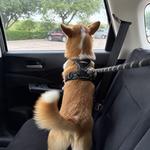 Dogtopia of Norfolk - Ghent - photo 7