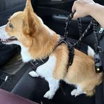 Dogtopia of Norfolk - Ghent - photo 9