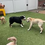 Dogtopia of Norfolk - Ghent - photo 10