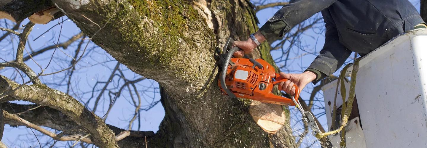 Vista Tree Service, Inc. cover photo