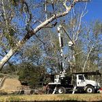 Vista Tree Service, Inc. - photo 1