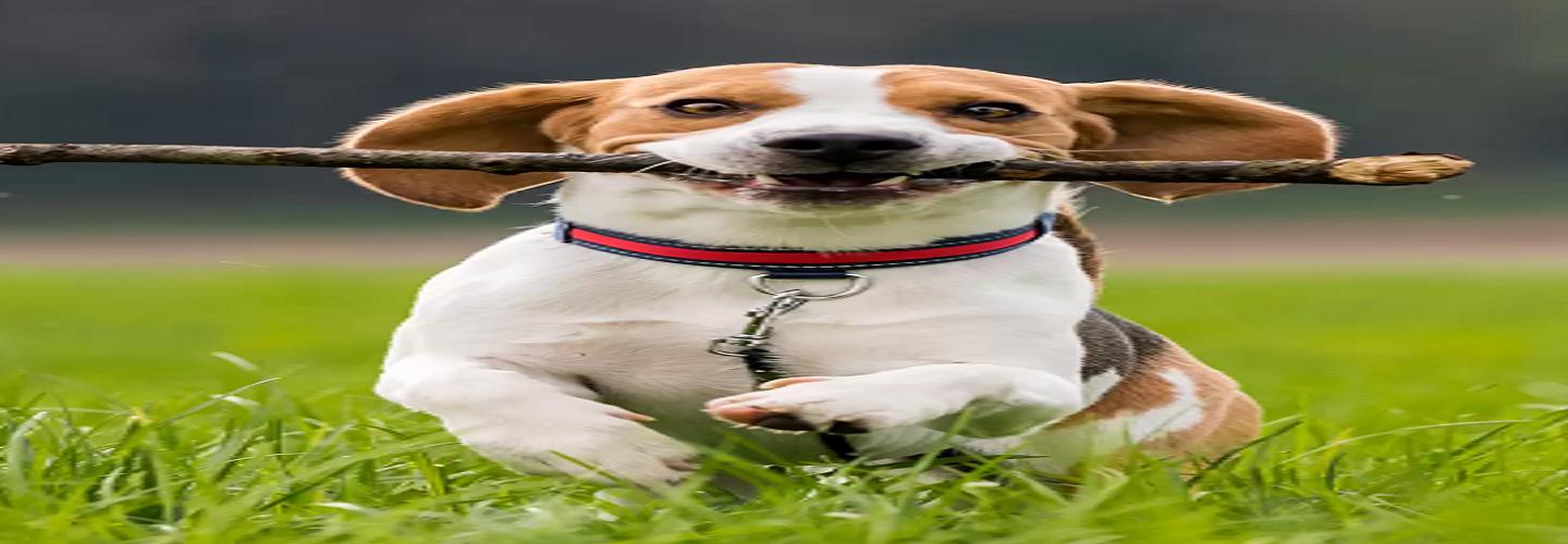 Suncoast DogWatch cover photo