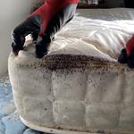 Alpha Home Pest Control - photo 8