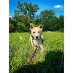 Off Leash K9 Training, Richmond - photo 1