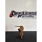 Off Leash K9 Training, Richmond - photo 2