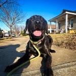 Off Leash K9 Training, Richmond - photo 3