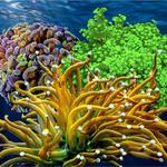 Pacific East Aquaculture - photo 2