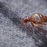 Quality pest control gta - photo 1