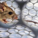 Quality pest control gta - photo 2