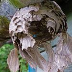 Quality pest control gta - photo 3