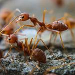 Quality pest control gta - photo 4