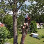 Good Neighbour Tree Service - photo 2