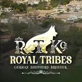 Royal Tribes K9 - Pet/Animal Breeders in Chino Hills