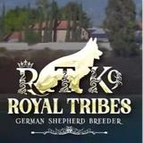 Royal Tribes K9 - Pet/Animal Breeders in Rancho Cucamonga