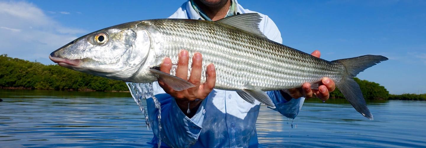 Shallow Tails Guide Service, Inc cover photo