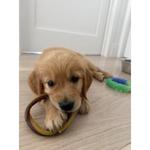 Rockvale Puppies - photo 1