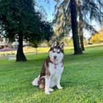 Off Leash K9 Southern CA - photo 1