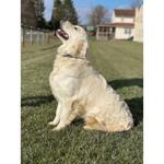 Rockvale Puppies - photo 2