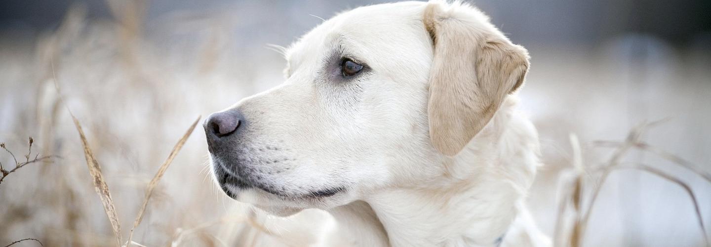 Sits & Wiggles Pet Care cover photo