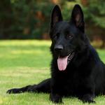 Sits & Wiggles Pet Care - photo 1