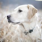 Sits & Wiggles Pet Care - photo 3