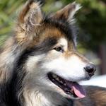 Sits & Wiggles Pet Care - photo 4