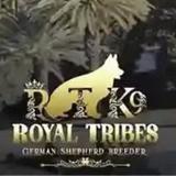 Royal Tribes K9 - Pet/Animal Breeders in Redlands