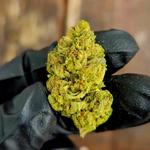 Exotic Medz - photo 2